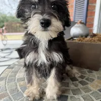 Toy Cookie, a female Schnoodle for sale in Aiken, SC – Photo 4 of 4