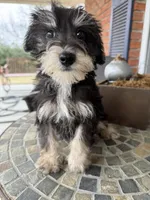 Toy Cookie, a female Schnoodle for sale in Aiken, SC – Photo 4 of 4