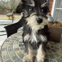 Toy Cookie, a female Schnoodle for sale in Aiken, SC – Photo 2 of 4