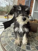 Toy Cookie, a female Schnoodle for sale in Aiken, SC – Photo 2 of 4