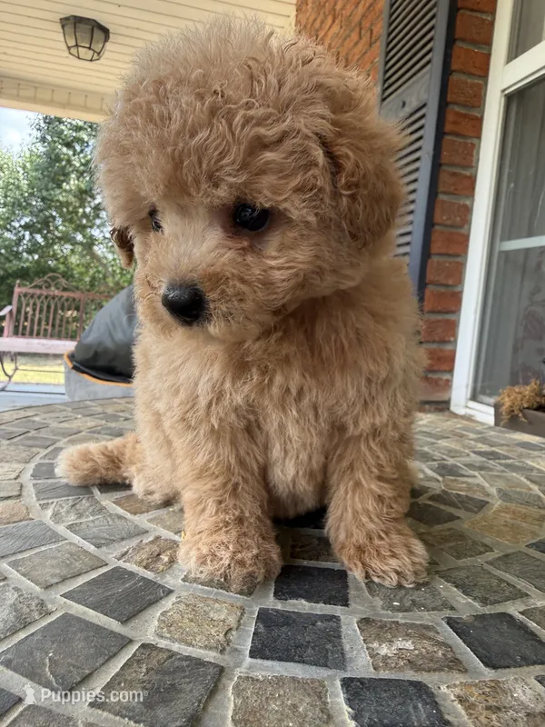 Toy Lucky  – Poodle - Toy  puppy for sale in Aiken, SC