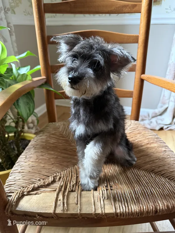 Toy Scout – Schnoodle puppy for sale in Aiken, SC