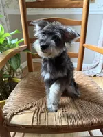 Toy Scout, a male Schnoodle for sale in Aiken, SC – 1 of 3