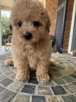 Toy Lucky , a male Poodle - Toy  for sale in Aiken, SC – 2 of 3