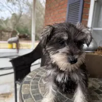 Toy Juliet , a female Schnoodle for sale in Aiken, SC – Photo 1 of 4