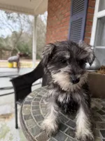 Toy , a female Schnoodle for sale in Aiken, SC – Photo 1 of 4