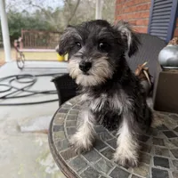 Toy Juliet , a female Schnoodle for sale in Aiken, SC – Photo 2 of 4