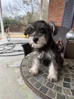 Toy , a female Schnoodle for sale in Aiken, SC – Photo 2 of 4