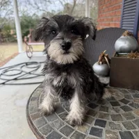 Toy Juliet , a female Schnoodle for sale in Aiken, SC – Photo 4 of 4