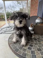 Toy , a female Schnoodle for sale in Aiken, SC – Photo 4 of 4