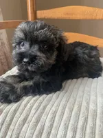 Toy Frankie, a male Schnoodle for sale in Aiken, SC – Photo 3 of 6