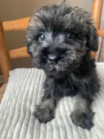 Toy Frankie, a male Schnoodle for sale in Aiken, SC – Photo 5 of 6