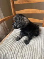 Toy Frankie, a male Schnoodle for sale in Aiken, SC – Photo 2 of 6