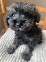 Toy Frankie, a male Schnoodle for sale in Aiken, SC – Photo 1 of 6