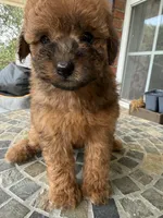 Toy Red, a male Poodle - Toy  for sale in Aiken, SC – Photo 5 of 5