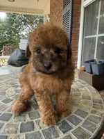 Toy Red, a male Poodle - Toy  for sale in Aiken, SC – Photo 2 of 5