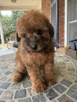 Toy Red, a male Poodle - Toy  for sale in Aiken, SC – Photo 3 of 5