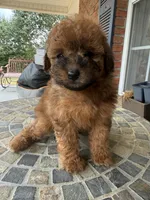Toy Red, a male Poodle - Toy  for sale in Aiken, SC – Photo 1 of 5
