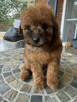 Toy Red, a male Poodle - Toy  for sale in Aiken, SC – Photo 4 of 5