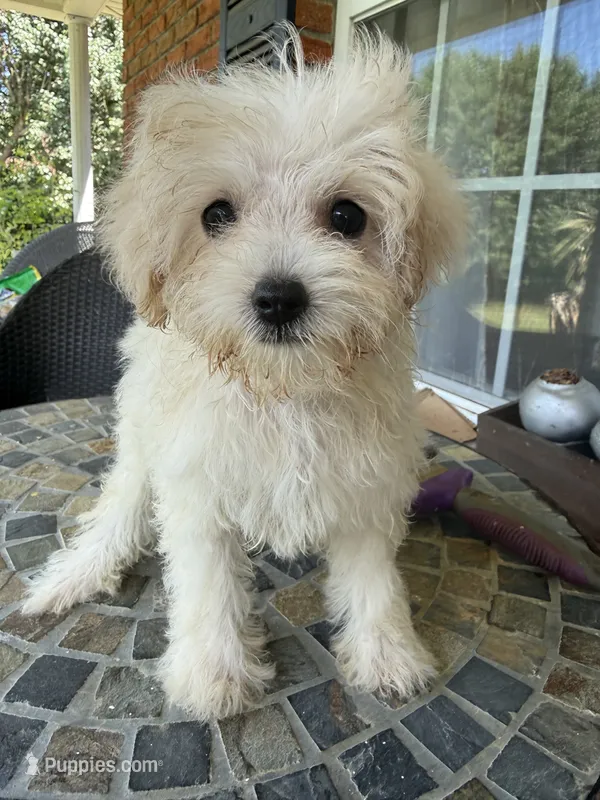 Toy  Cookie  – Schnoodle puppy for sale in Aiken, SC