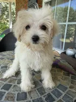 Toy  Cookie , a female Schnoodle for sale in Aiken, SC – 1 of 3