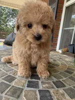 Toy Lucky , a male Poodle - Toy  for sale in Aiken, SC – 3 of 3