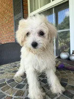 Toy  Cookie , a female Schnoodle for sale in Aiken, SC – 3 of 3