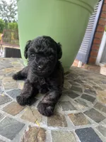 Toy Juliet, a female Schnoodle for sale in Aiken, SC – Photo 1 of 3