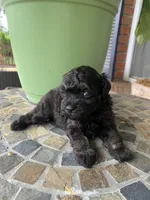Toy Juliet, a female Schnoodle for sale in Aiken, SC – Photo 3 of 3
