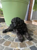 Toy Juliet, a female Schnoodle for sale in Aiken, SC – Photo 2 of 3
