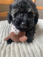 Toy Jenny, a female Schnoodle for sale in Aiken, SC – Photo 1 of 10