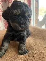 Toy Jenny, a female Schnoodle for sale in Aiken, SC – Photo 8 of 10