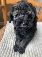 Toy Jenny, a female Schnoodle for sale in Aiken, SC – Photo 9 of 10
