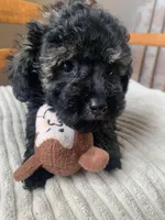 Toy Jenny, a female Schnoodle for sale in Aiken, SC – Photo 10 of 10