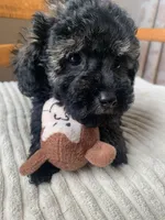 Toy Jenny, a female Schnoodle for sale in Aiken, SC – Photo 3 of 10
