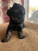Toy Jenny, a female Schnoodle for sale in Aiken, SC – Photo 7 of 10