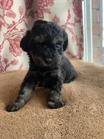 Toy Jenny, a female Schnoodle for sale in Aiken, SC – Photo 5 of 10