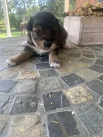 Toy Sofie, a female Schnoodle for sale in Aiken, SC – Photo 6 of 9