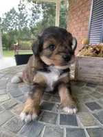 Toy Sofie, a female Schnoodle for sale in Aiken, SC – Photo 2 of 9
