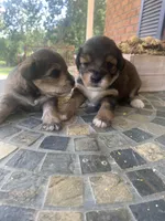 Toy Sofie, a female Schnoodle for sale in Aiken, SC – Photo 5 of 9