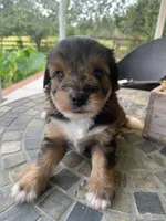 Toy Sofie, a female Schnoodle for sale in Aiken, SC – Photo 7 of 9