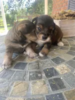 Toy Sofie, a female Schnoodle for sale in Aiken, SC – Photo 4 of 9