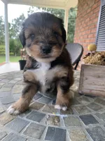 Toy Sofie, a female Schnoodle for sale in Aiken, SC – Photo 9 of 9