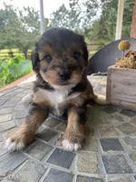 Toy Sofie, a female Schnoodle for sale in Aiken, SC – Photo 8 of 9
