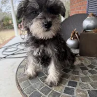 Toy Oreo, a male Schnoodle for sale in Aiken, SC – Photo 3 of 3