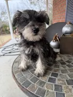 Toy Oreo, a male Schnoodle for sale in Aiken, SC – Photo 3 of 3