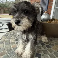Toy Oreo, a male Schnoodle for sale in Aiken, SC – Photo 1 of 3