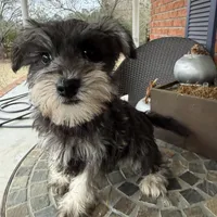 Toy Oreo, a male Schnoodle for sale in Aiken, SC – Photo 2 of 3