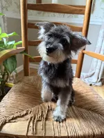 Toy Scout, a male Schnoodle for sale in Aiken, SC – 2 of 3