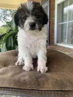 Toy Frankie, a male Schnoodle for sale in Aiken, SC – Photo 3 of 4
